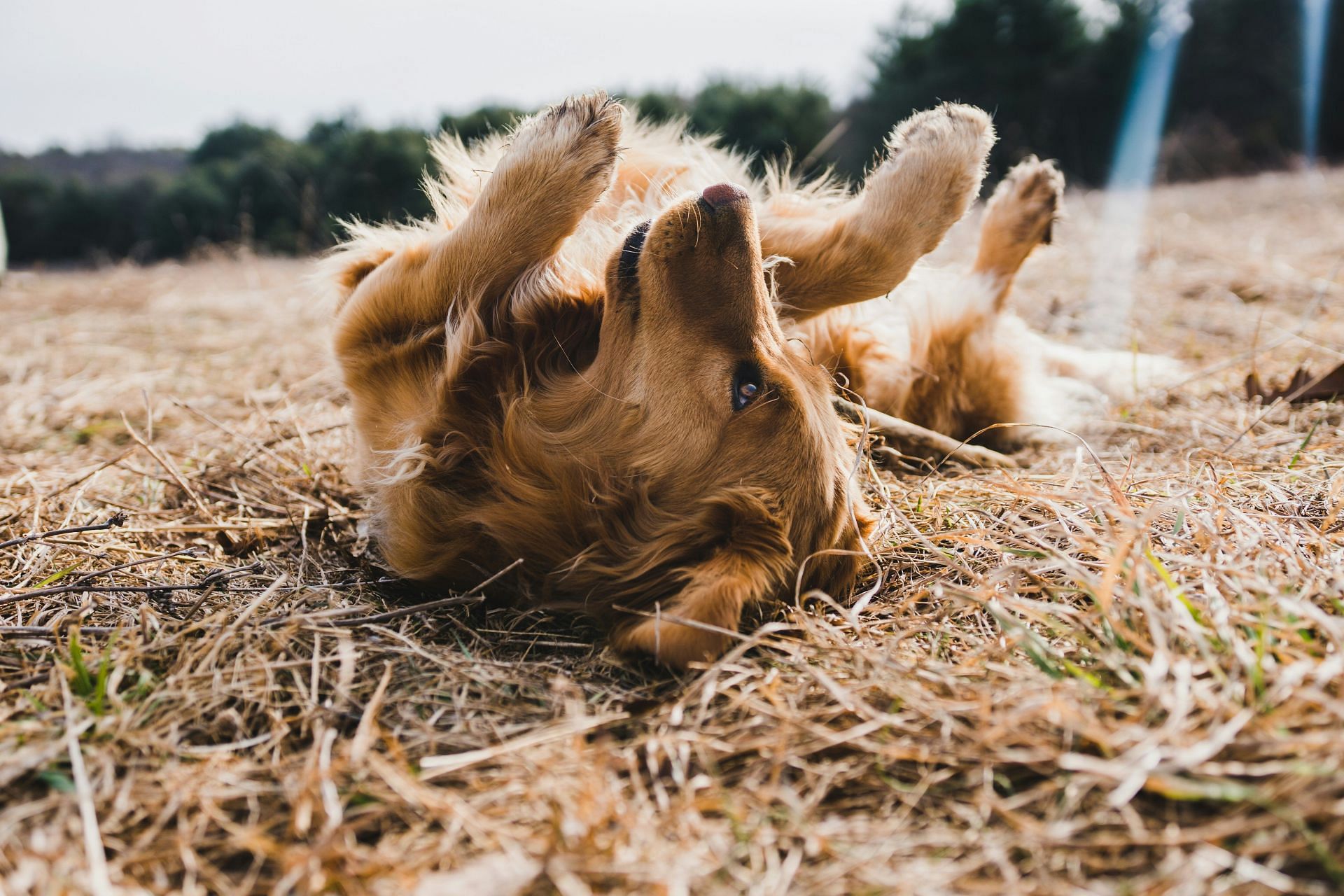 Can dogs increase physical activity ? (Image by Michael Oxendine/Unsplash)