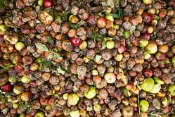 7 easy ways to make the most out of food scraps