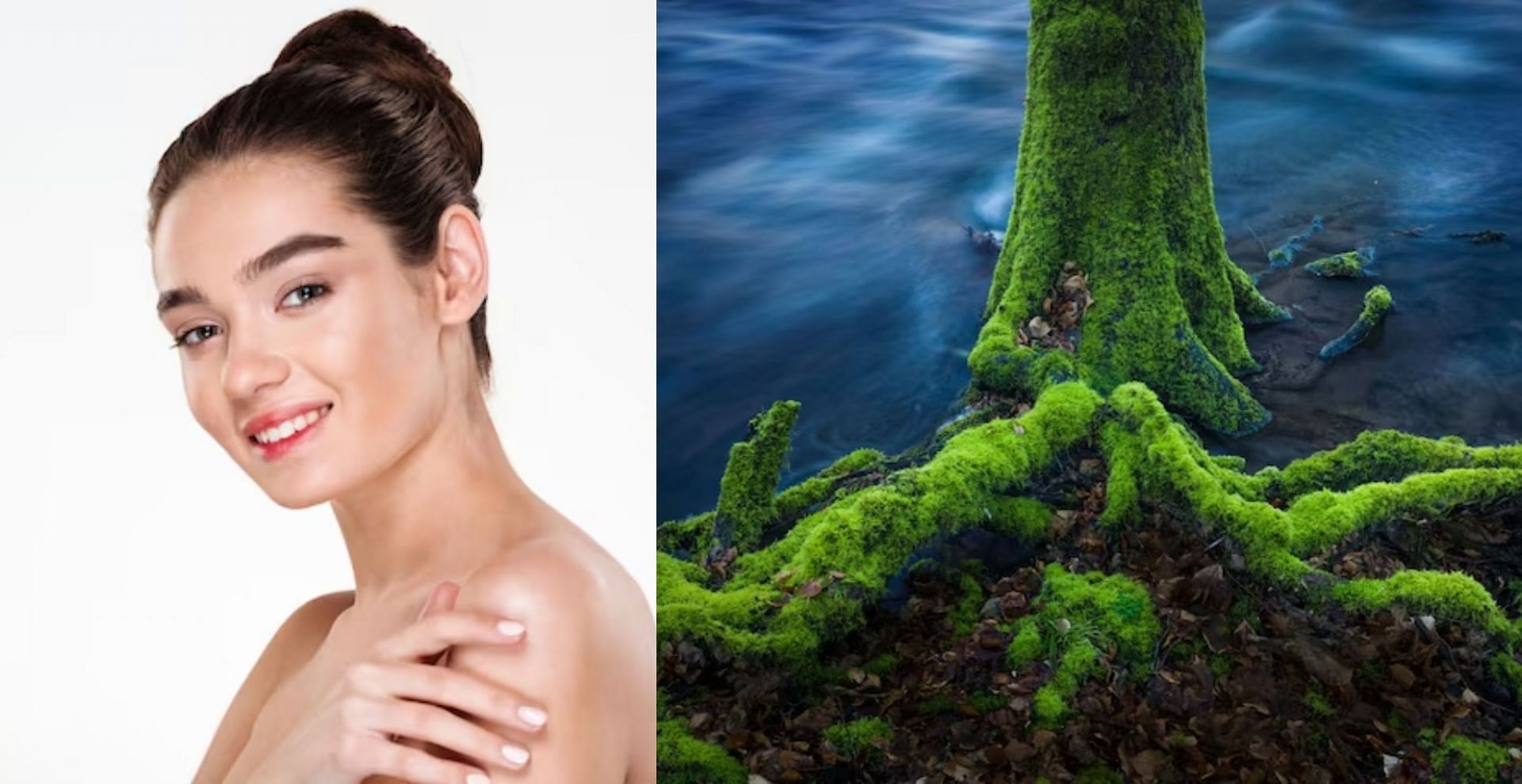 Beauty benefits of Sea Moss How to add this ingredient to your skin