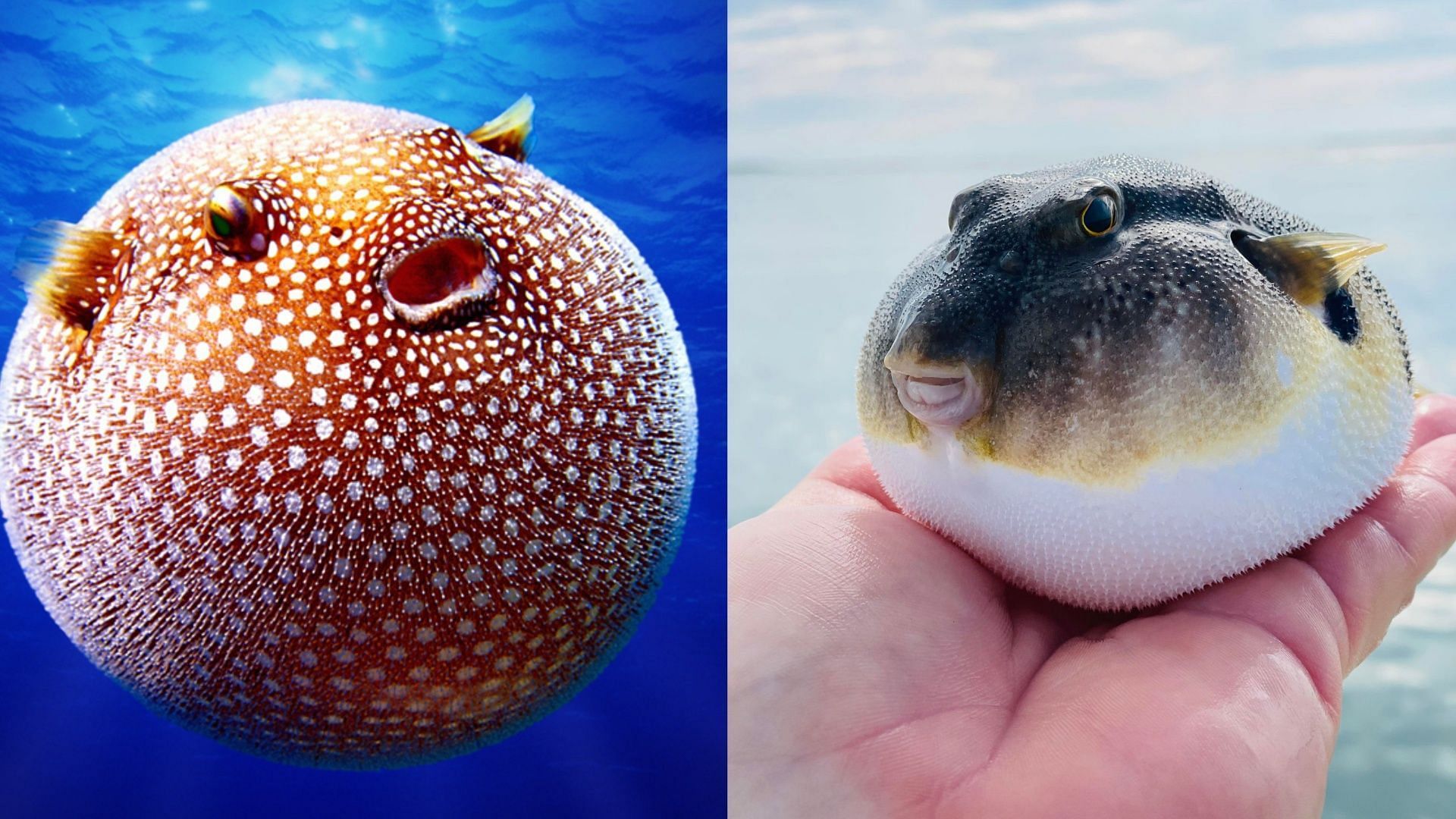 Brazilian man dies after eating pufferfish. (Image via Facebook/Discovery Channel UK, Ed Piotrowski WPDE)