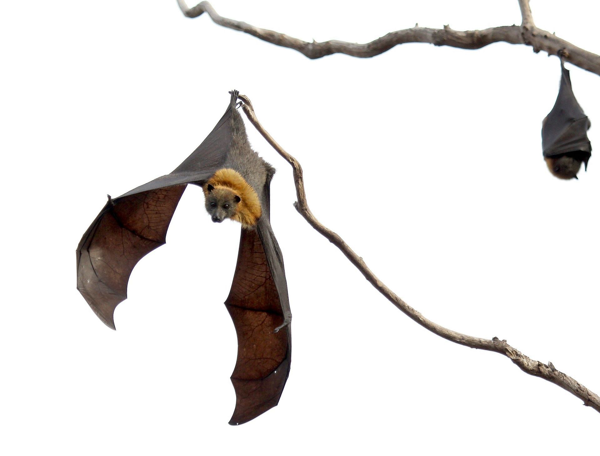 Bat bite a Human (Image via Unsplash/Geoff Brooks)