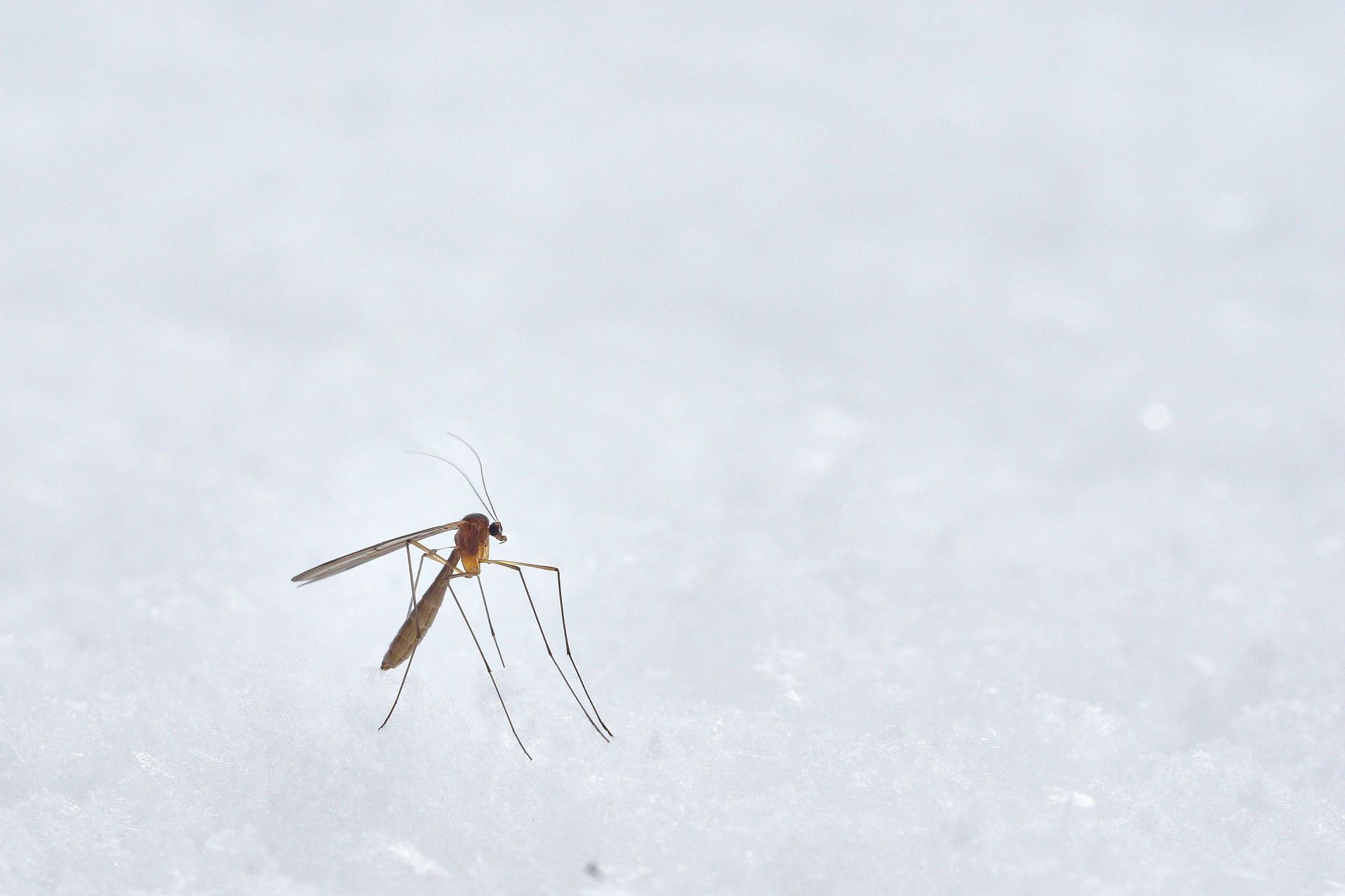 Dengue is caused by Aedes aegypti species. (Image via Unsplash)