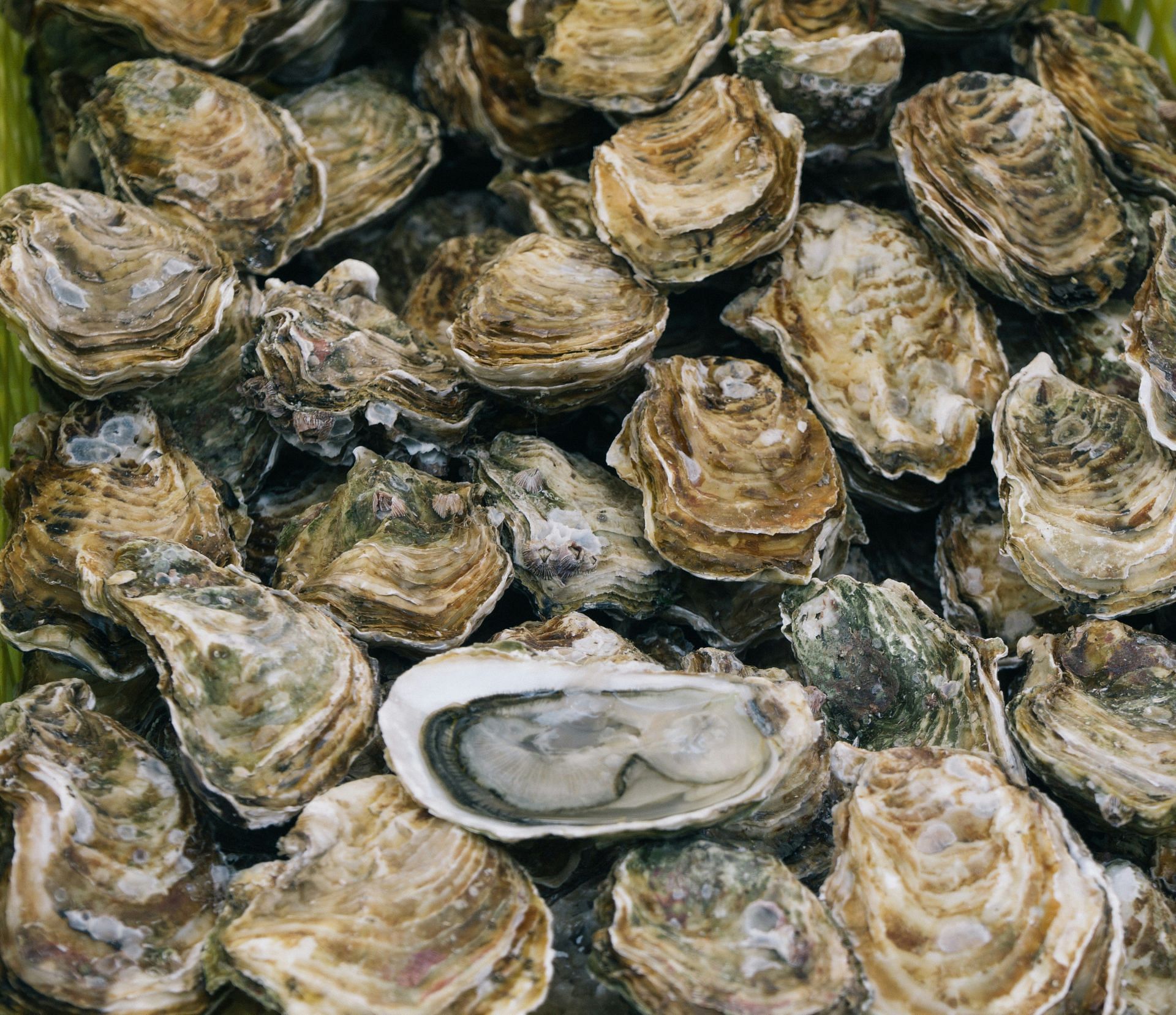 Oysters too come under collagen-rich foods (Image by Ben Stern/Unsplash)