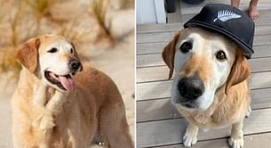 [Picture] “Rest easy” – Kane Williamson shares an emotional social media post as his pet 'Sandy' passes away