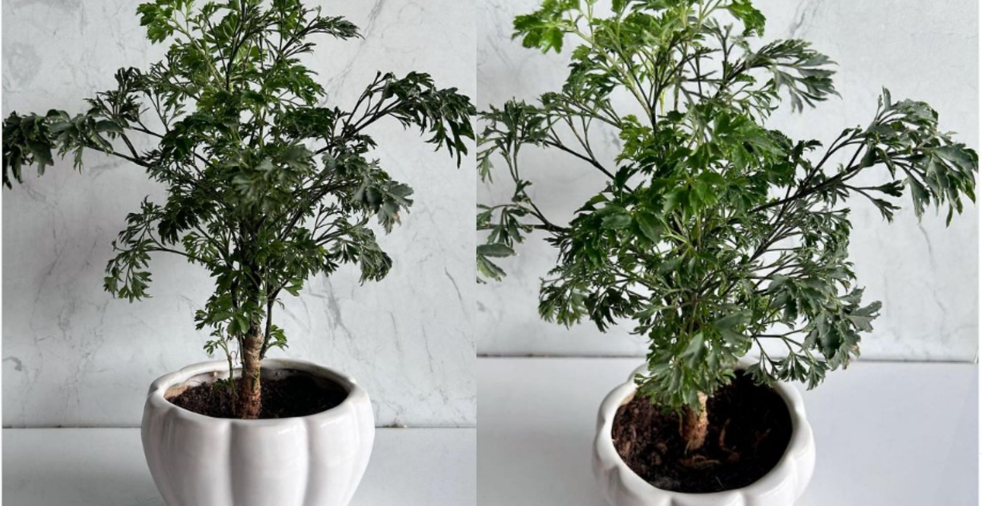 How to take care of Aralia plant? Benefits of keeping it at home explored