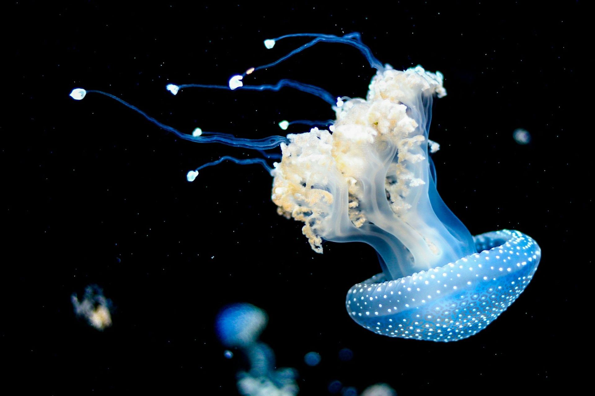 Jellyfish (Image via Unsplash/ Tavis Beck)