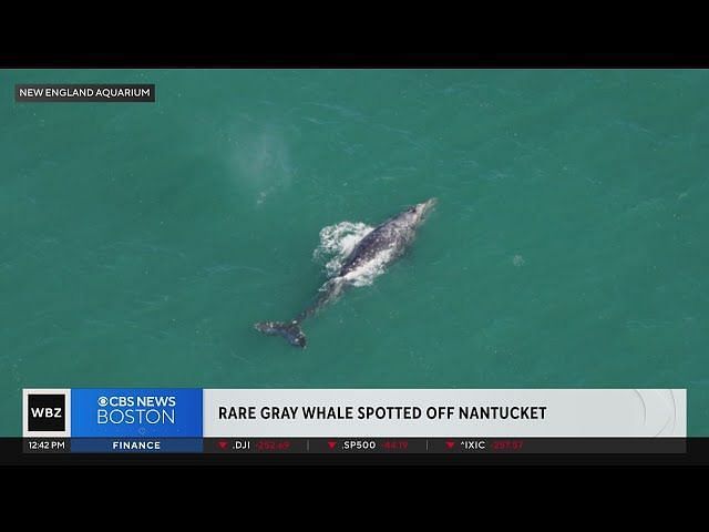 What do Gray whales eat and where do they live? Rare species spotted in