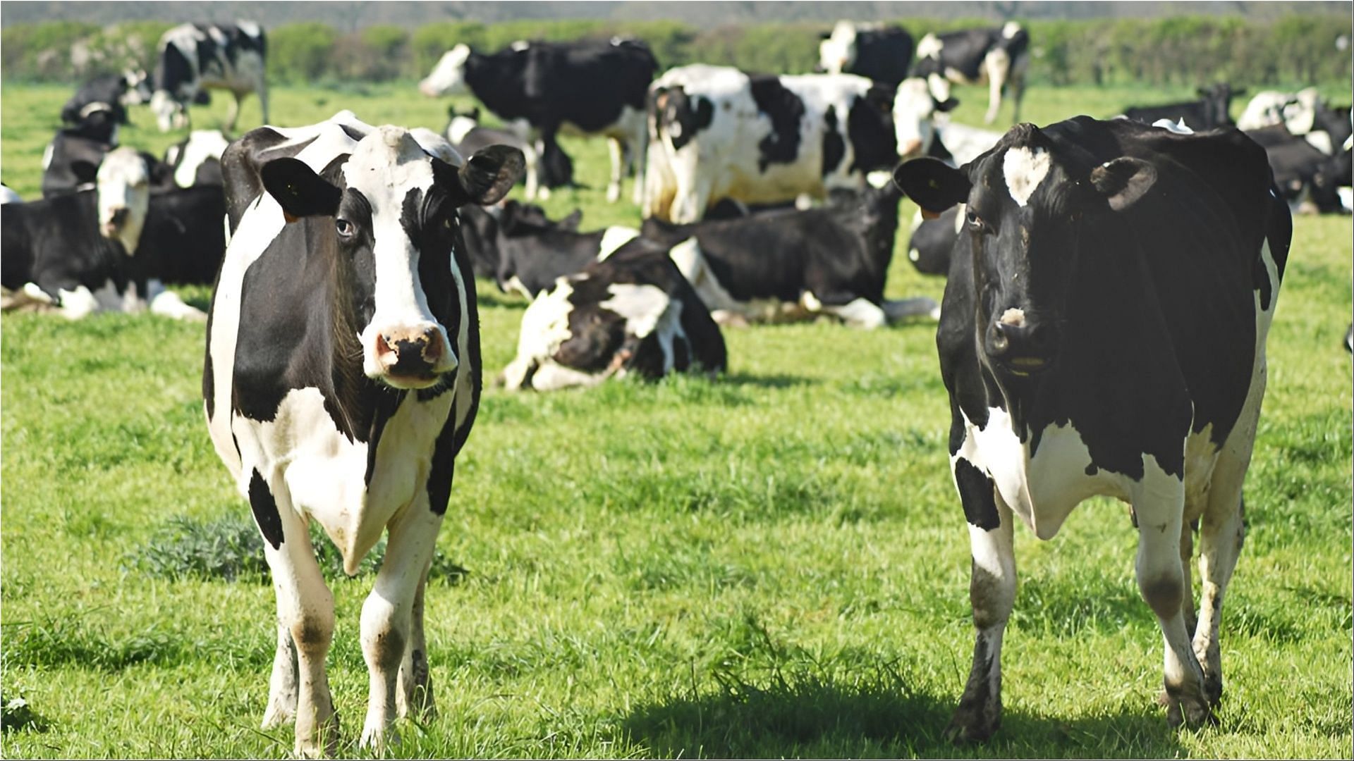 A virus has been detected inside the cows found in dairies (Representative image via Unsplash)