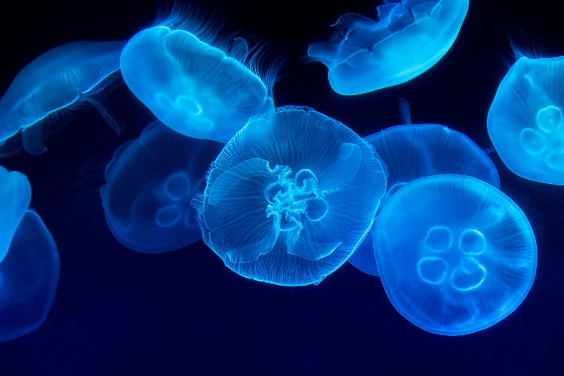 Jellyfish (Image via Unsplash/ Marat)