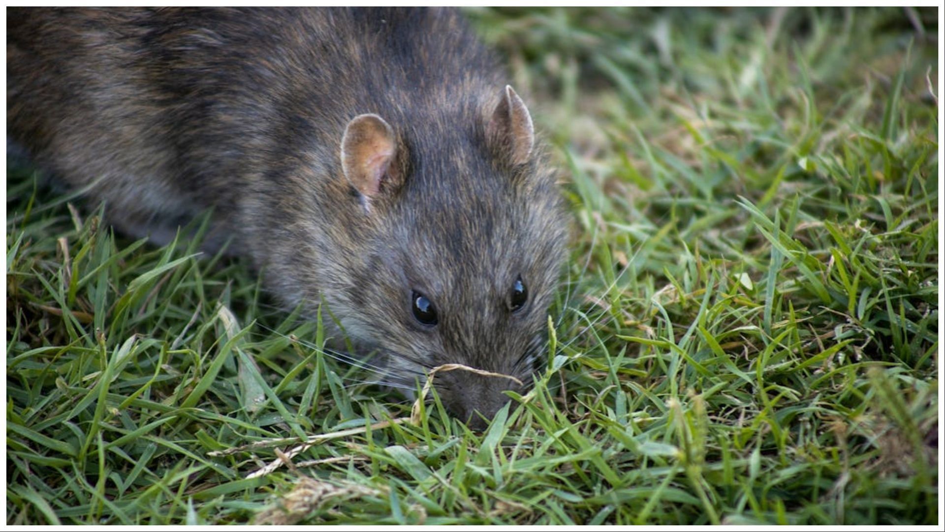 mice: Where is Marion Island located? Extermination plans in making to ...