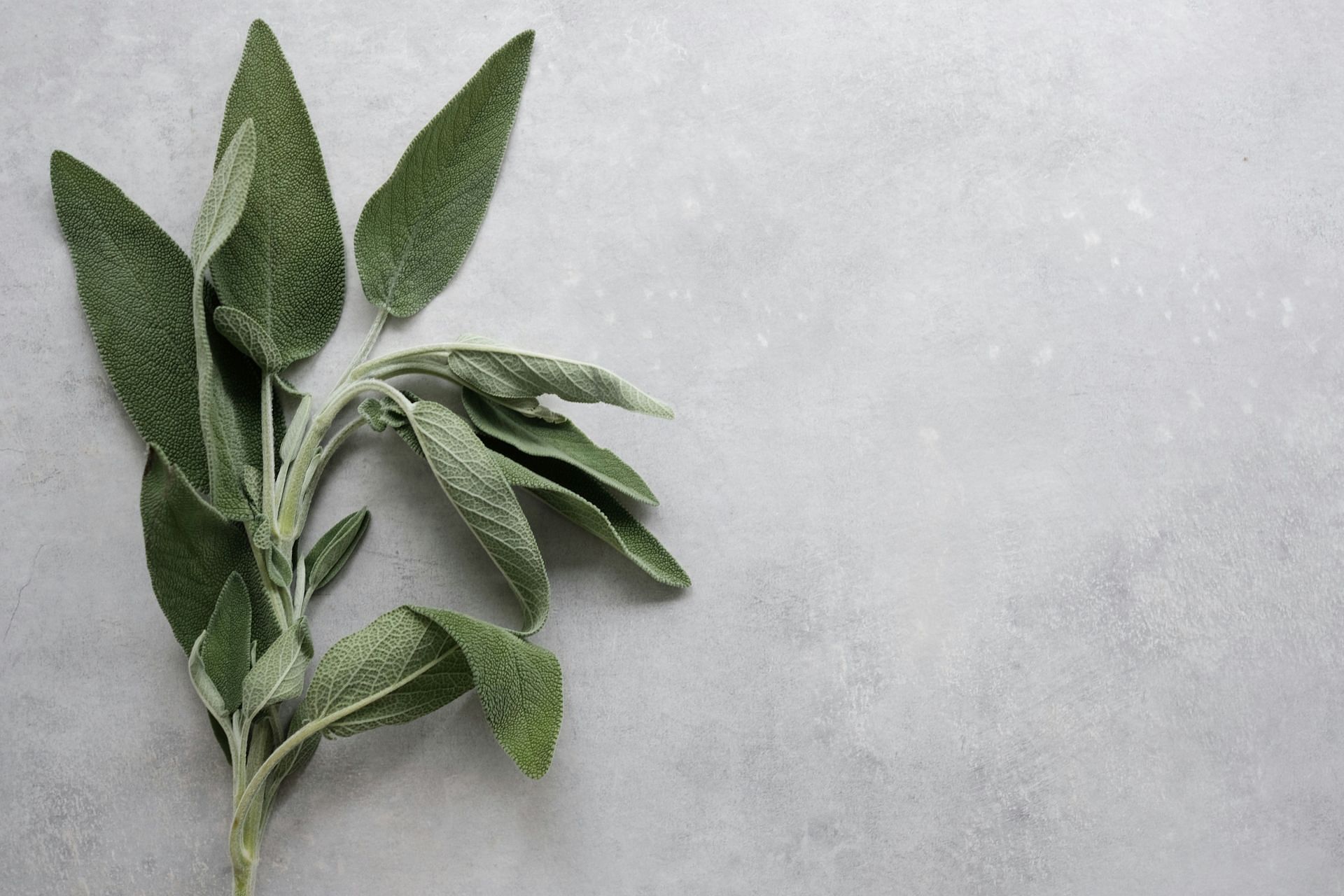 What is a sage herb and does it have magical properties ? (Image by Paulina H/Unsplash)