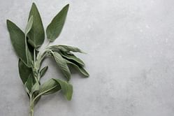 What is a sage herb? Everything you need to know