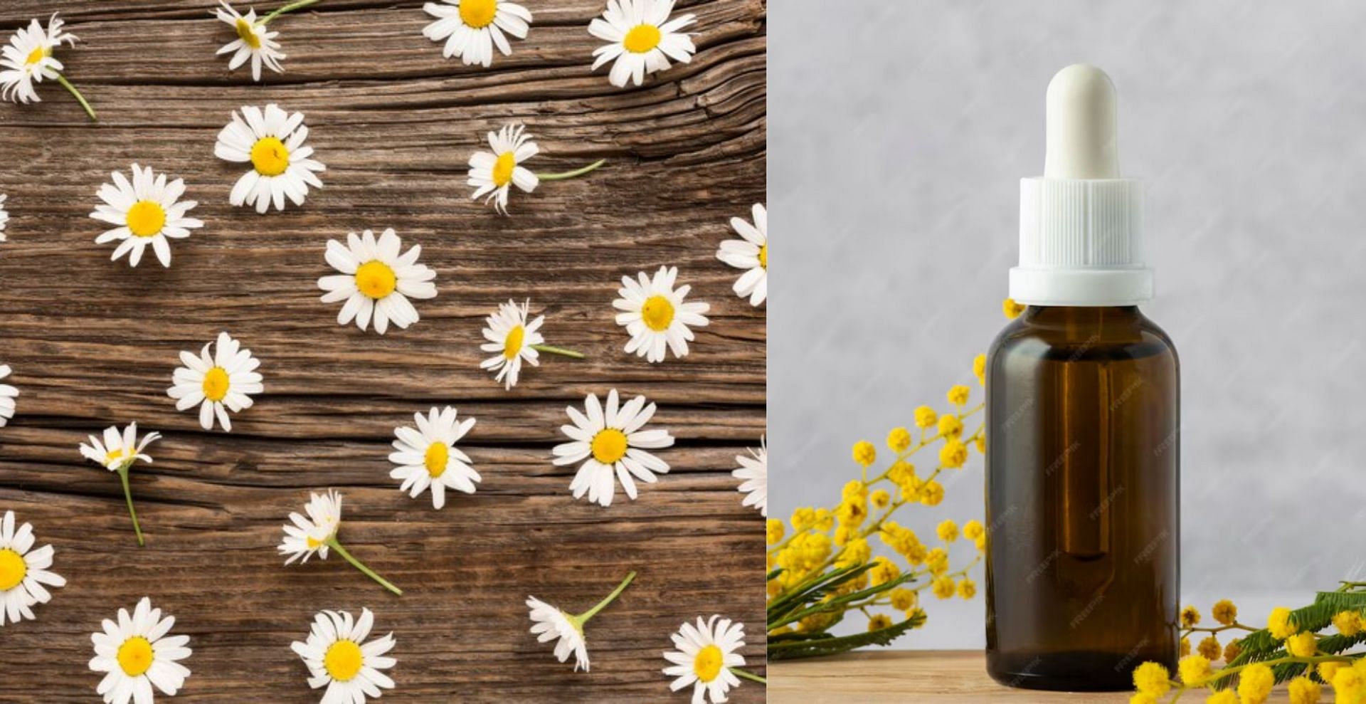 What are the skincare benefits of chamomile oil?