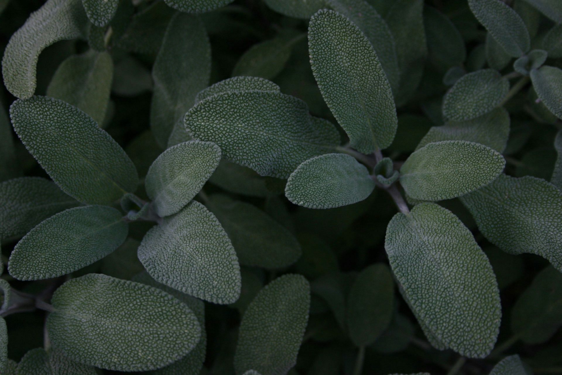 What is the sage herb? Is it the same as Mexican mint? (Image by Phillip Larking/Unsplash)