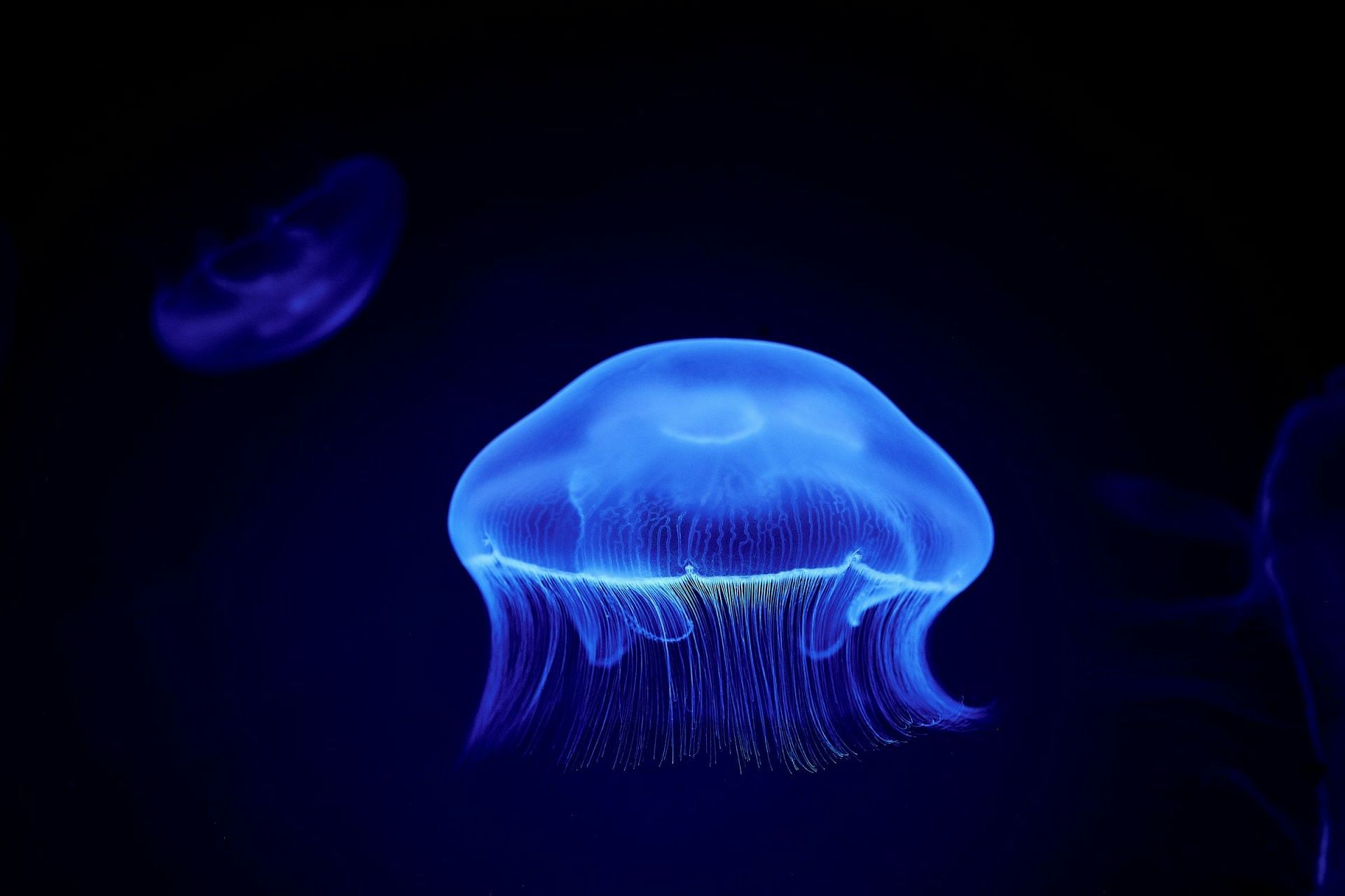 Jellyfish (Image via Unsplash/ Bruno)