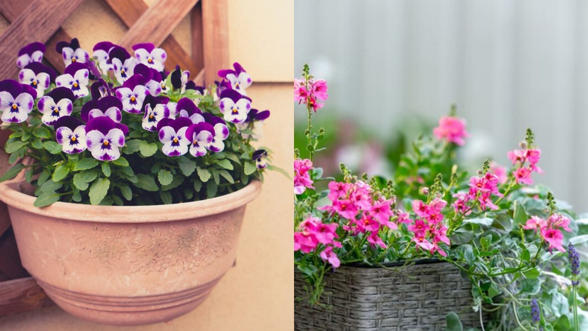 7 Types of Hanging Flower plants for decorating balcony (Image via Freepik)