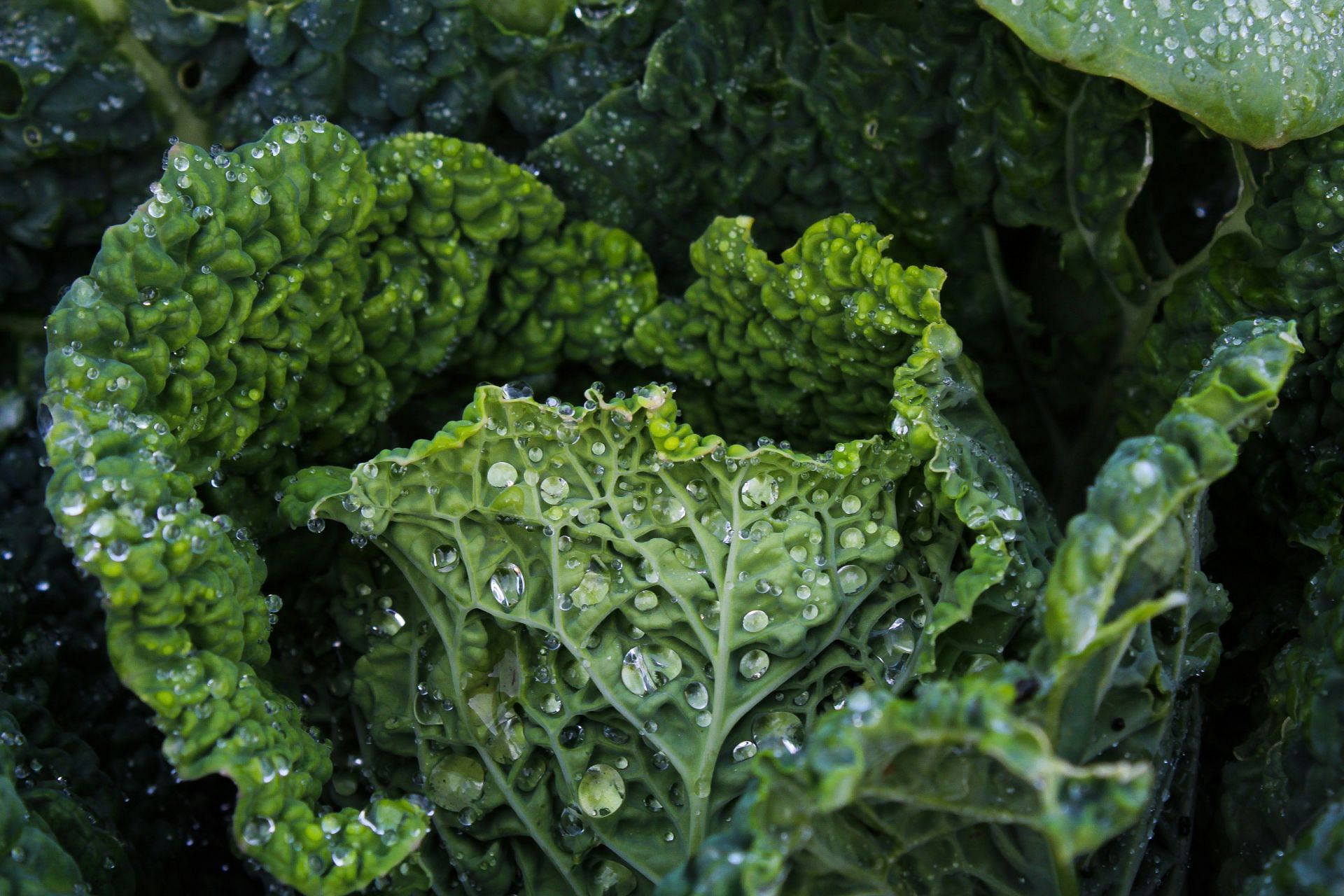 Sulforaphane is found in kale and other leafy greens (Image by Kiona/Unsplash)