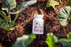 Everything you need to know about sulforaphane supplement