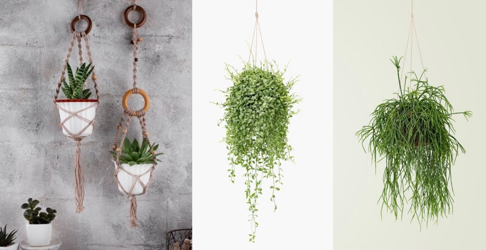 9 Hanging plants for your house to purify the air 