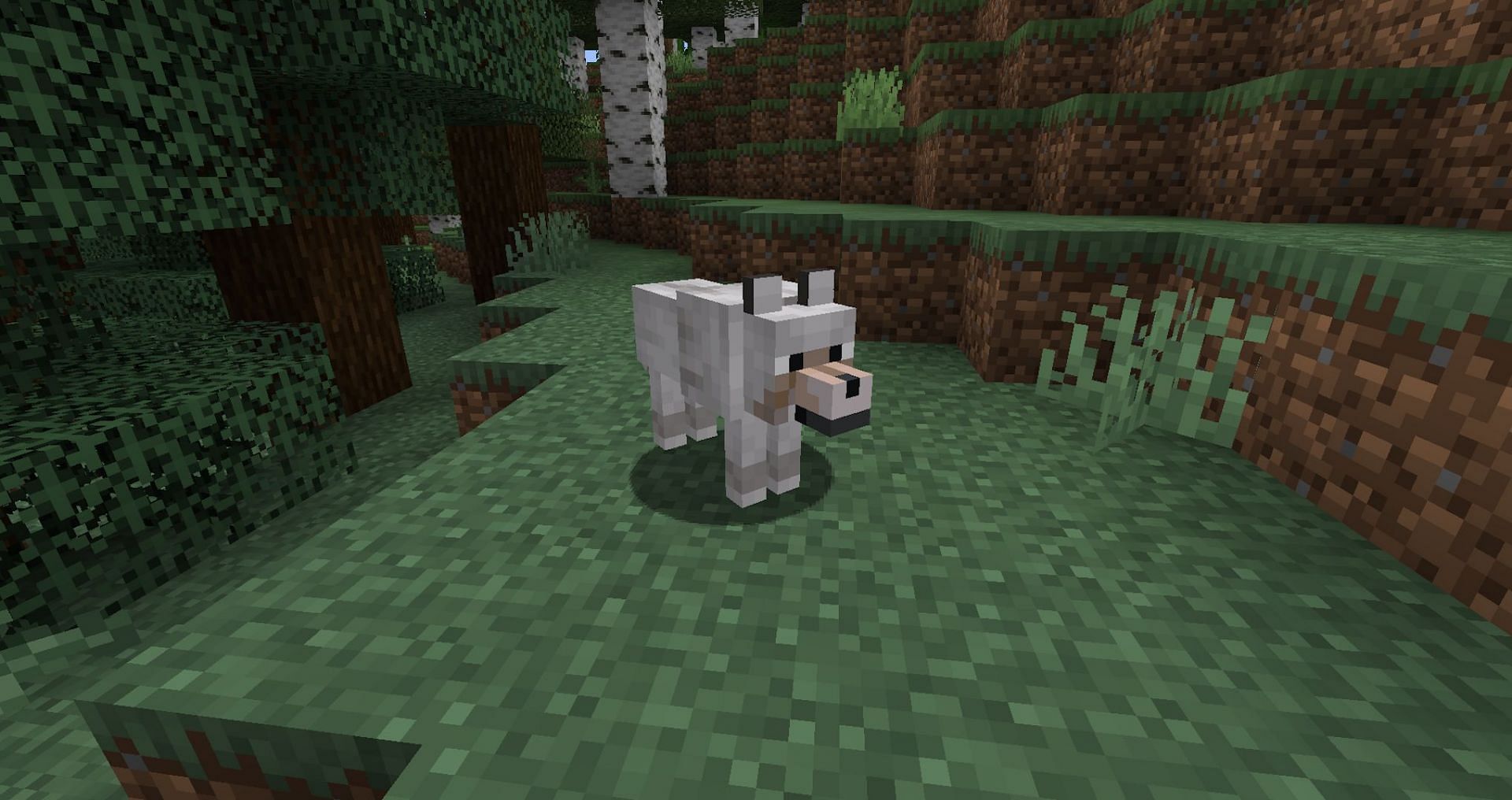 All Minecraft wolf variants coming in 1.20.5 update