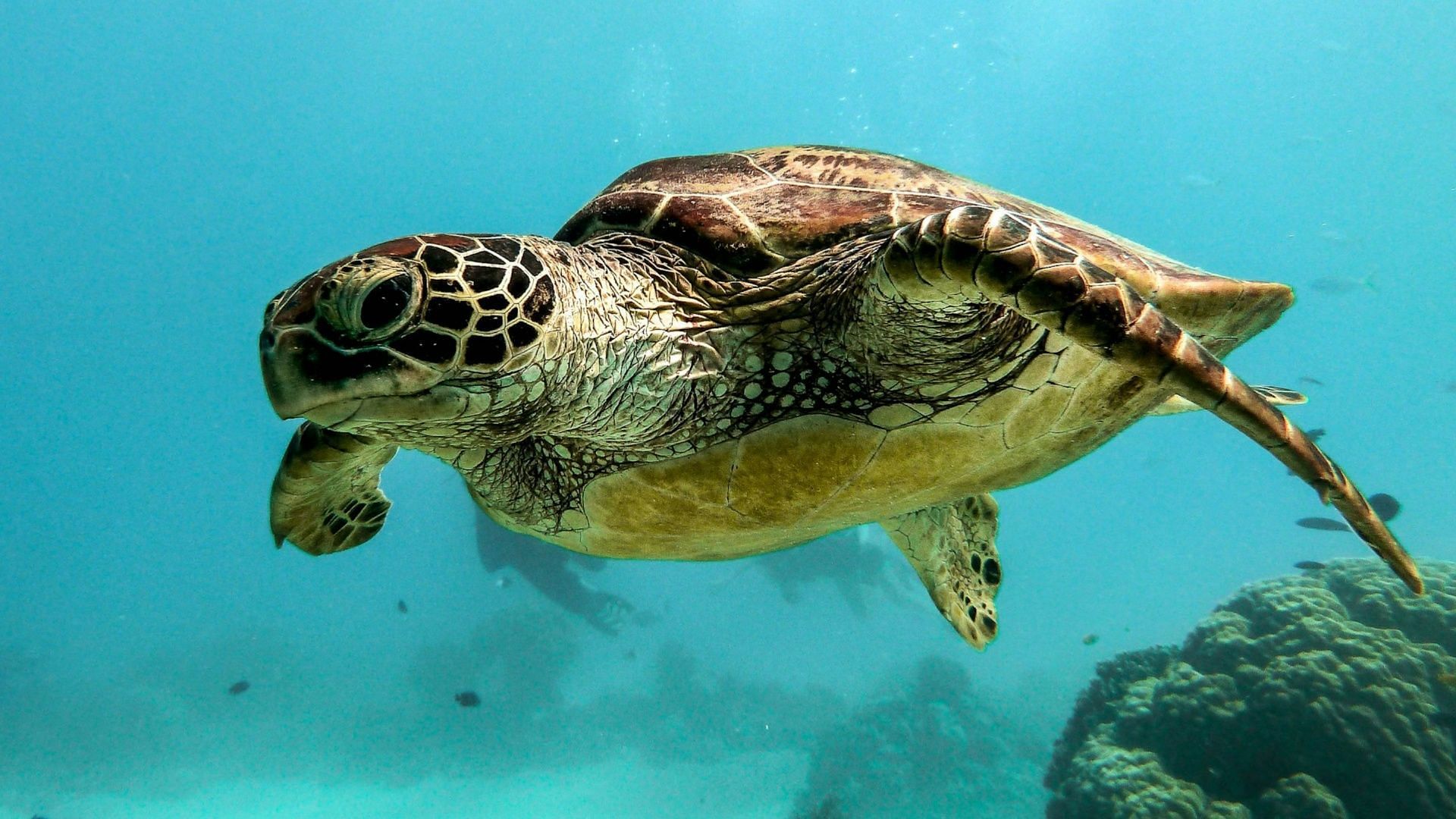 A representative image of a sea turtle. (Image via Unsplash)