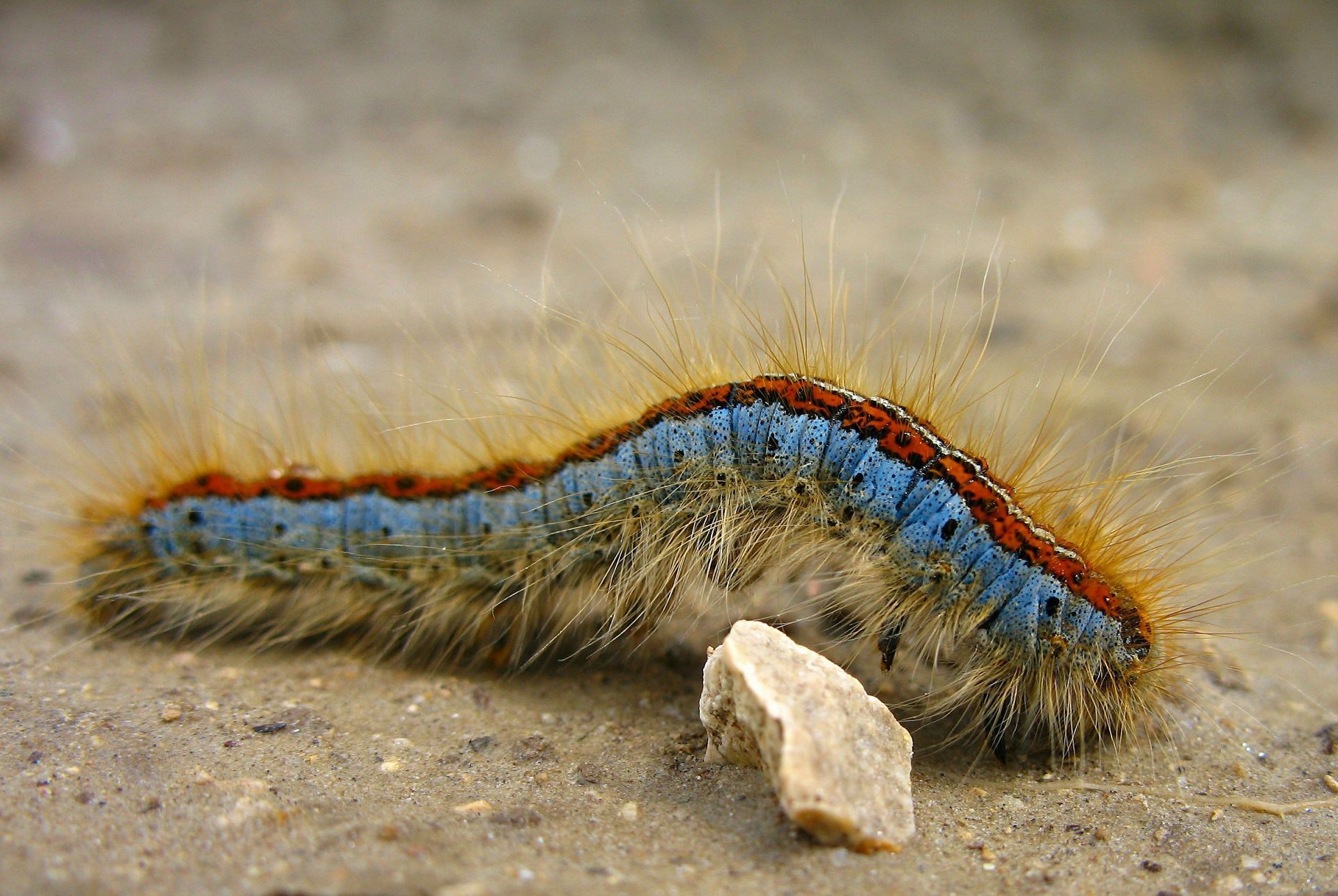 Caterpillar rash (Photo by Mih&aacute;ly K&ouml;les on Unsplash)