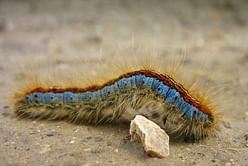 What is a caterpillar rash? How can these small creatures be dangerous for you?