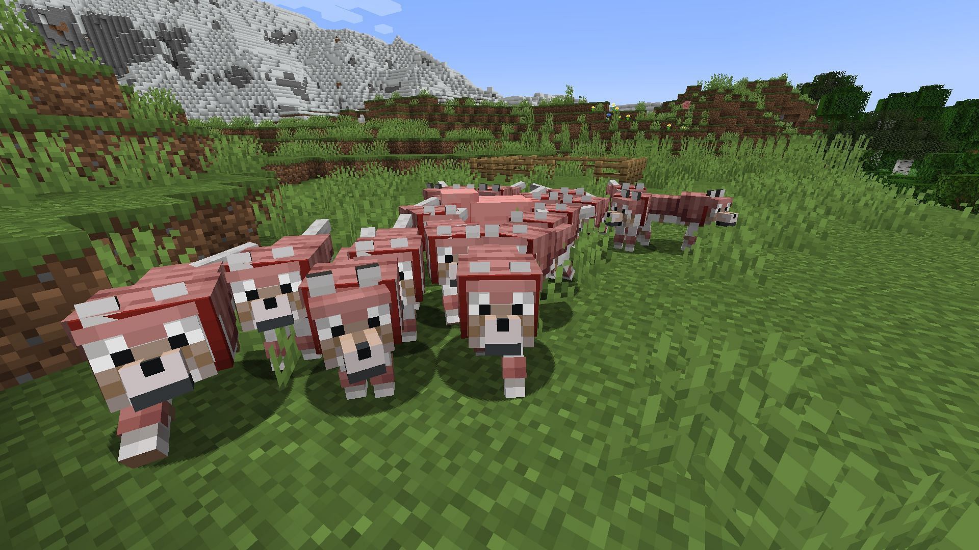 Minecraft wolf will received major feature updates (Image via Mojang Studios)