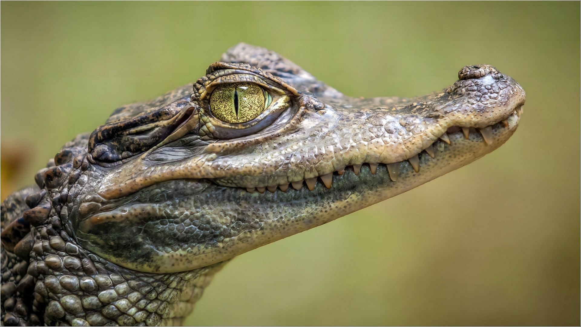 An alligator was captured by DEC and the owner is now fighting for his freedom (Representative image via Unsplash)