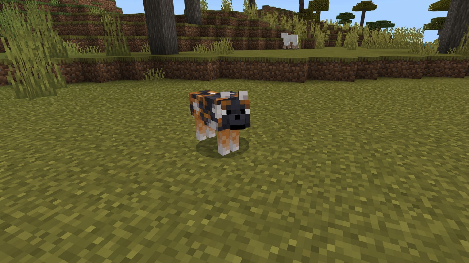 Minecraft&#039;s new wolf variants have had their spawning conditions tweaked (Image via Mojang)