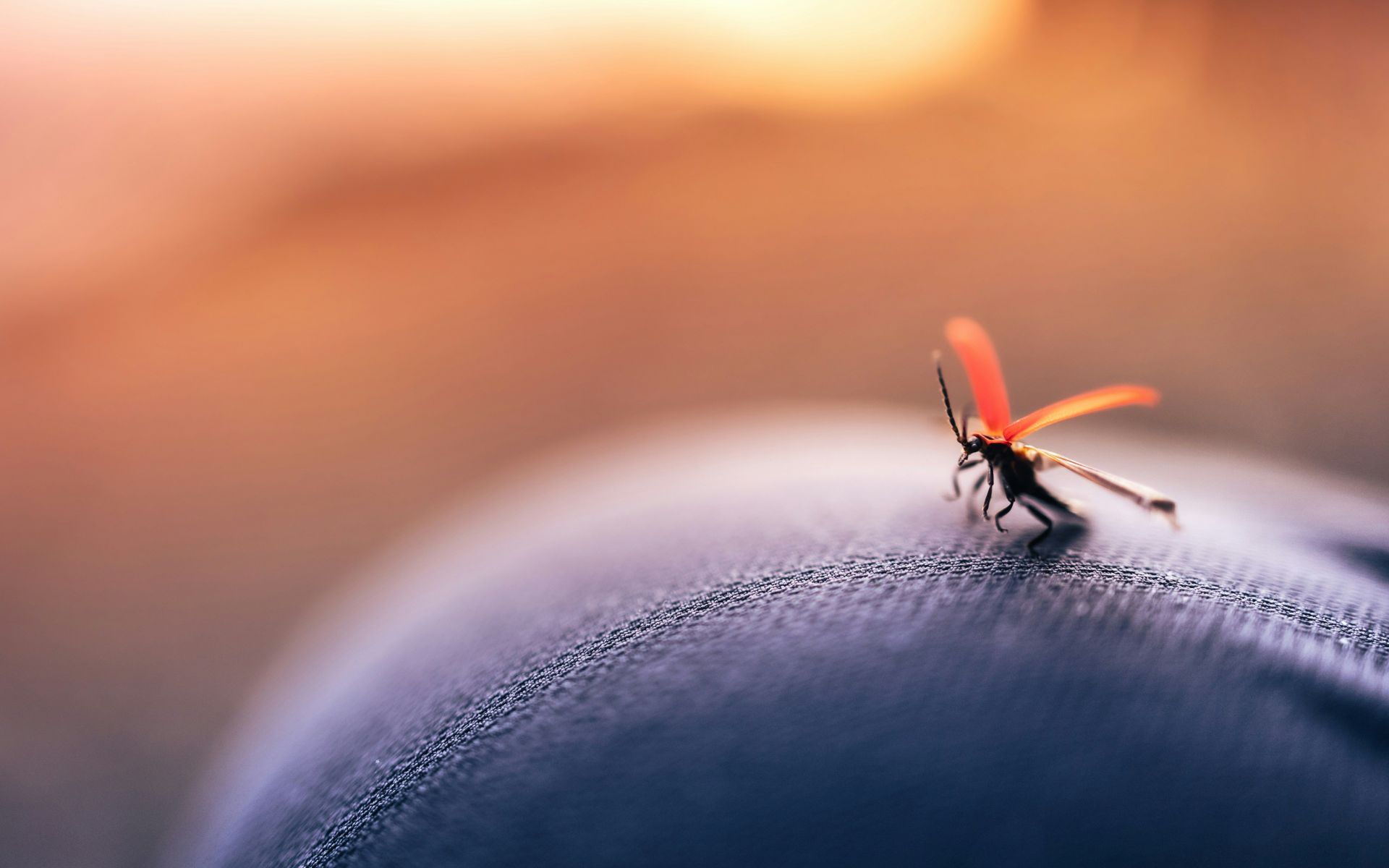 Did you know that mosqutio bites can be really deadly can cause severe inflammantion? (Image by Marek Piwnicki/Unsplash)