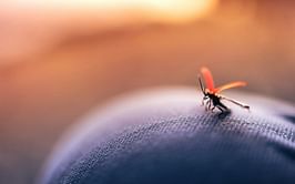 Skeeter syndrome: How deadly can be a mosquito bite?