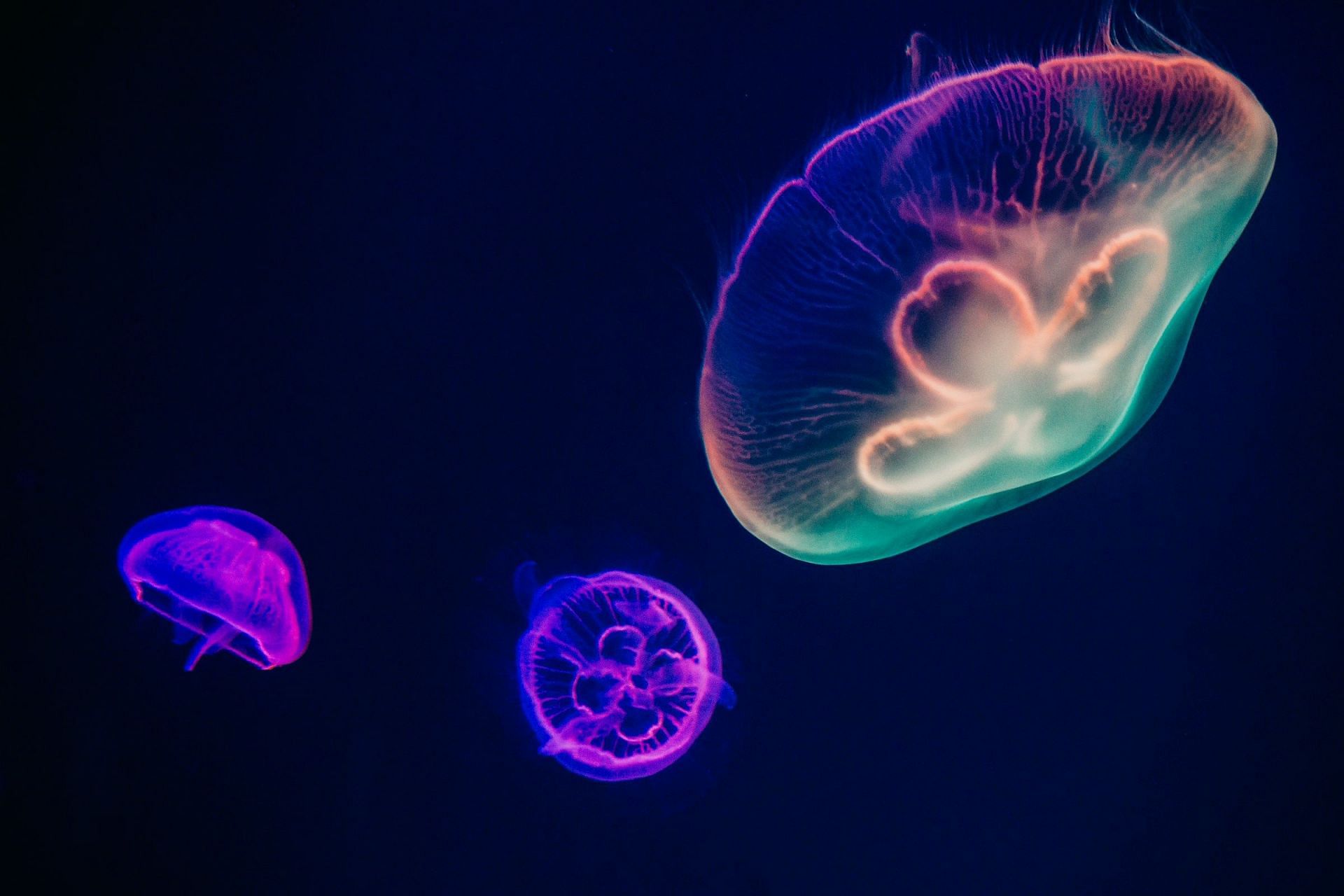 Jellyfish (Image via Unsplash/ Irina)