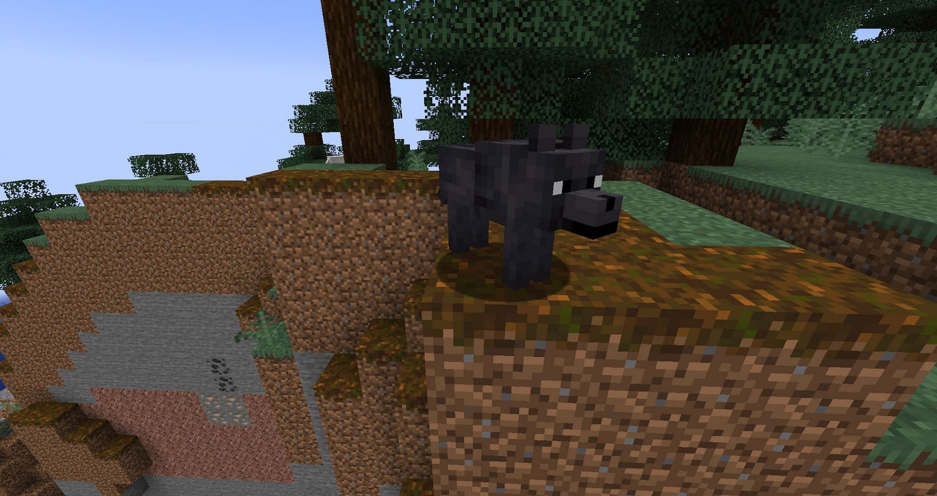The black wolf&#039;s dark fur will make it hard to spot among the trees at night (Image via Mojang)