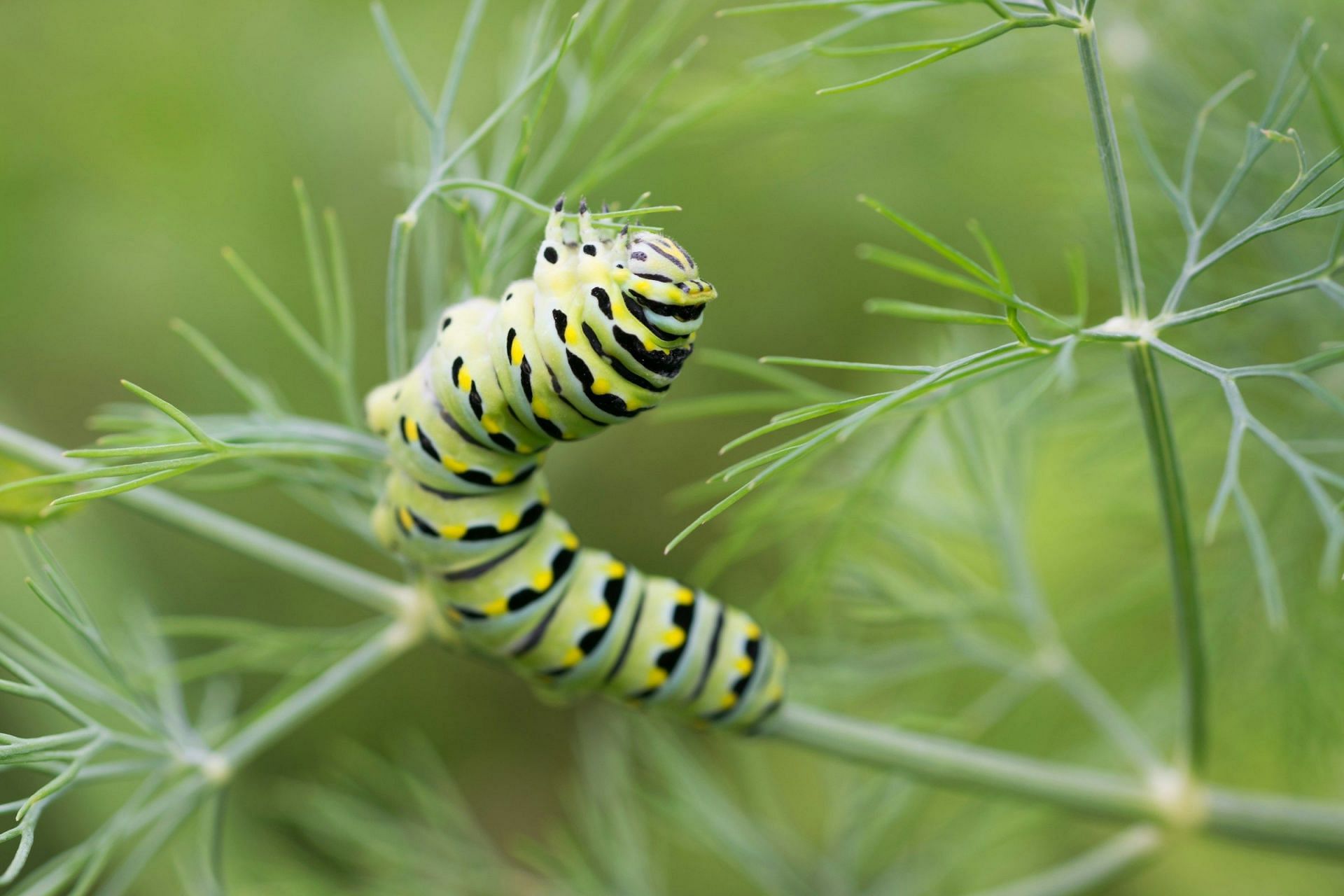 Prevention of caterpillar rash (Photo by Andrew Claypool on Unsplash)