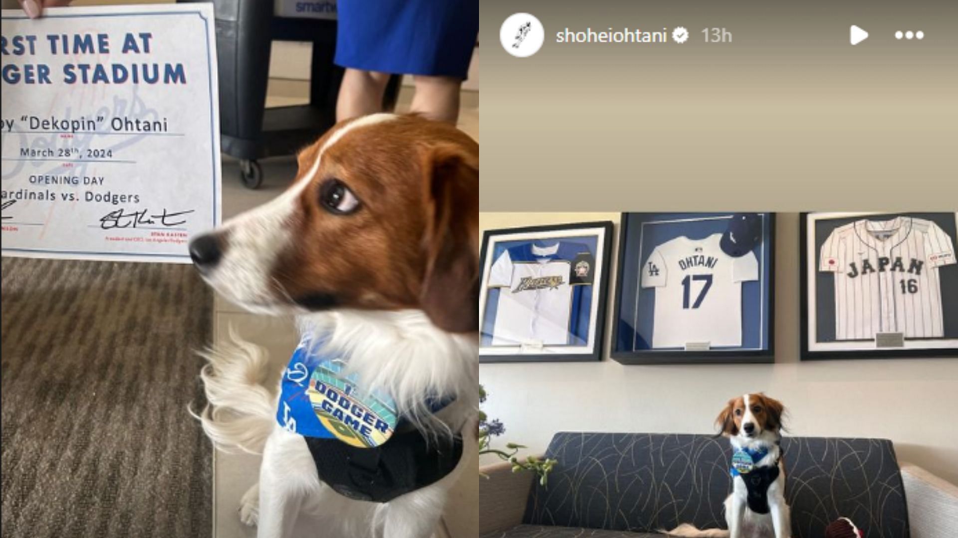 Shohei Ohtani&#039;s dog Dekopin was given a certificate for his first time at Dodger Stadium