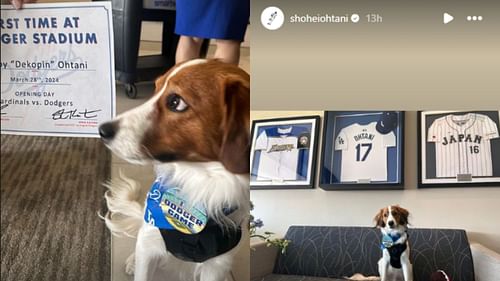 Shohei Ohtani's dog Dekopin was given a certificate for his first time at Dodger Stadium