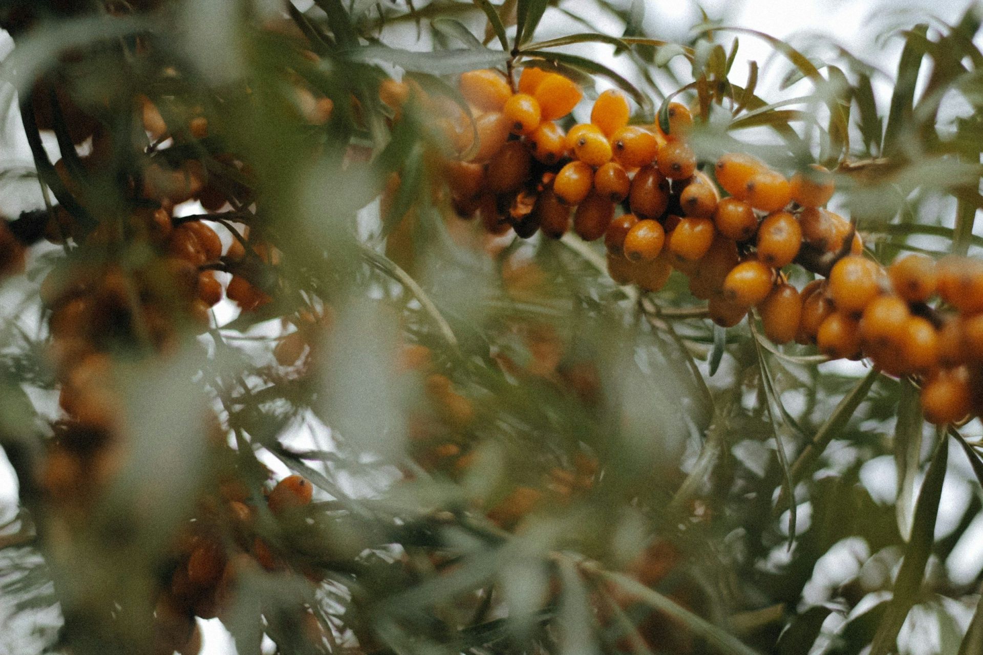 Sea Buckthorn benefits (Image via Unsplash/Vita Borysenko)