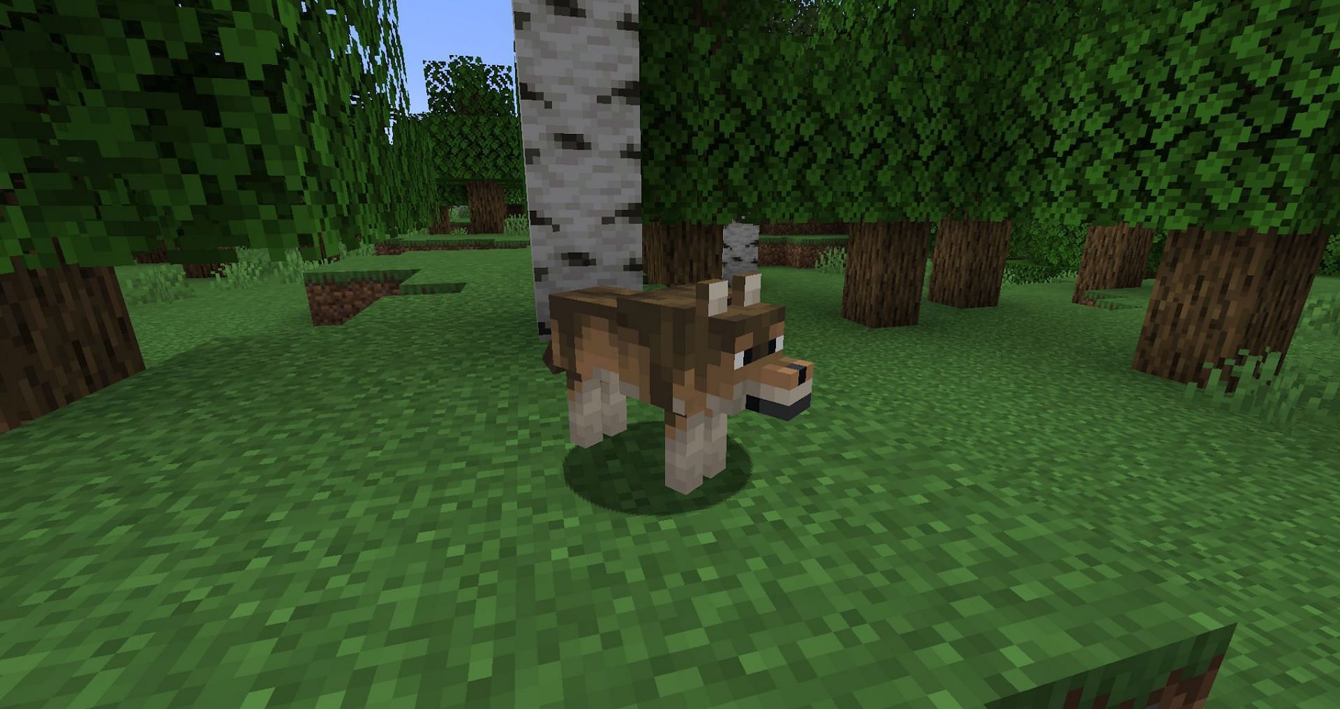 The woods wolf will most likely be a very common sight (Image via Mojang)