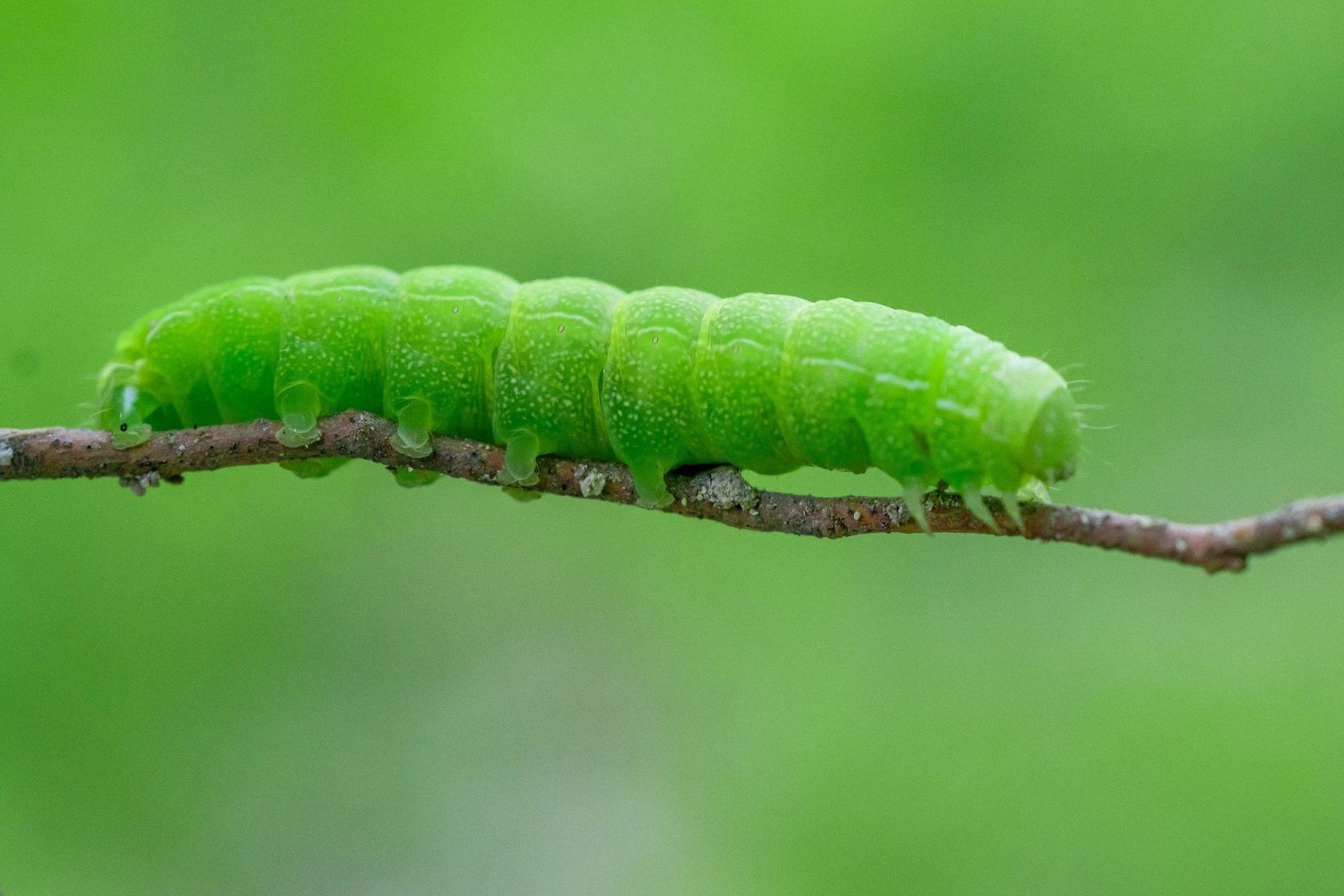 the causes and symptoms of caterpillar rash (Photo by Justin Lauria / Unsplash)
