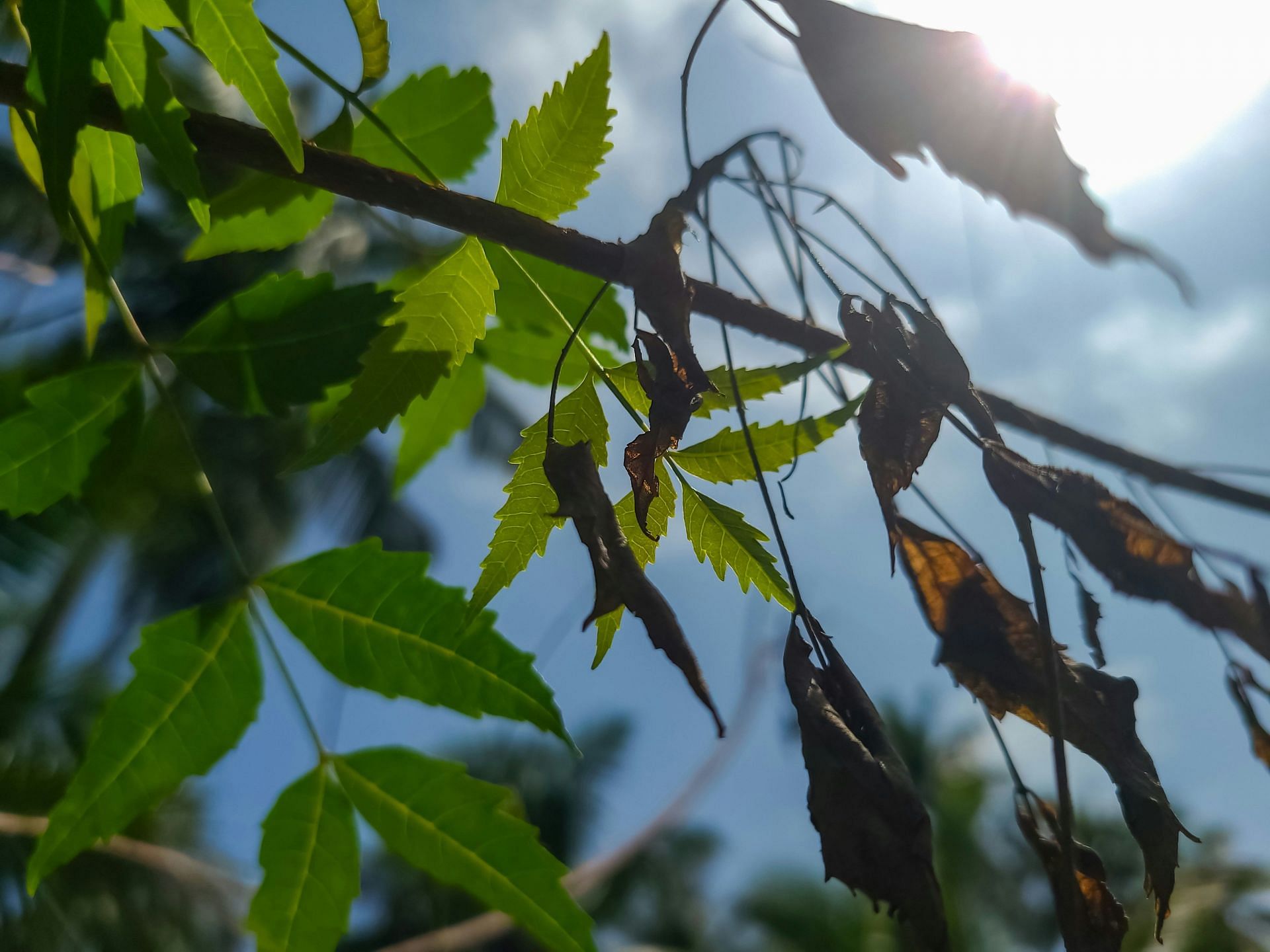 Neem benefits: Can treat diabetes (Image by Nick Cardoso/Unsplash)