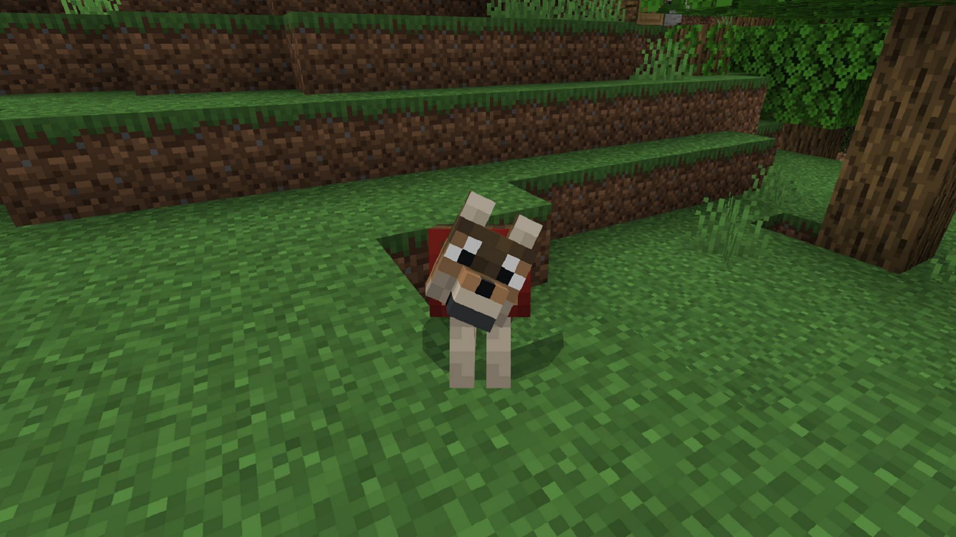 A woods wolf in Minecraft Bedrock Preview 1.20.80.21. (Image via Mojang)