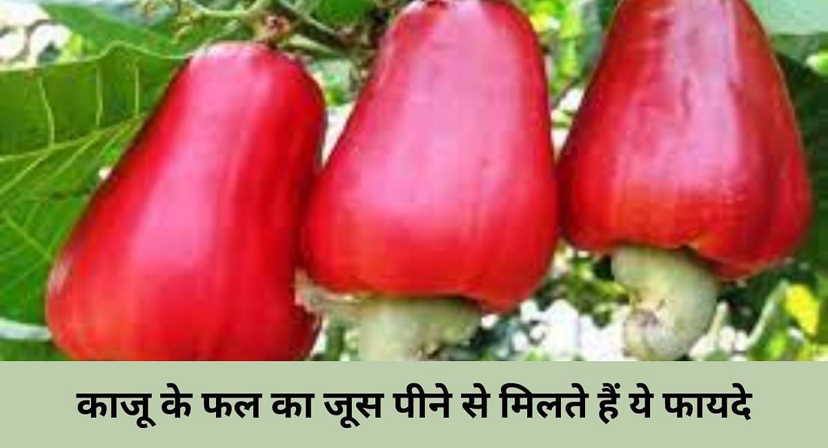 काजू के फल का जूस पीने से मिलते हैं ये फायदे(फोटो-Sportskeeda hindi)