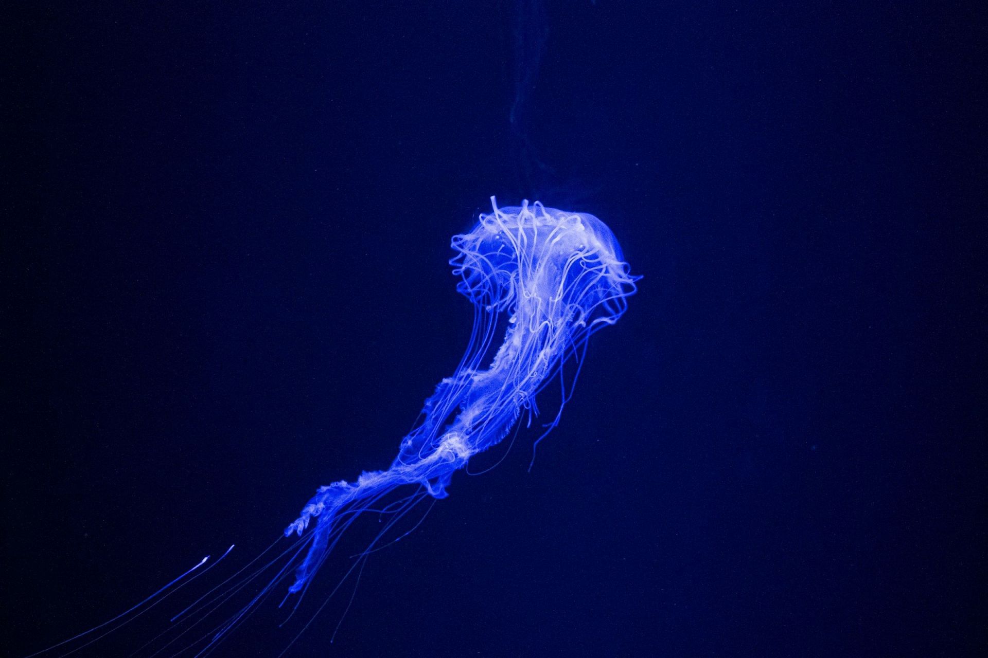 Jellyfish (Image via Unsplash/ Gabriel)