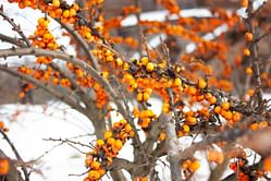 These Sea Buckthorn benefits are the reason why you should start having them