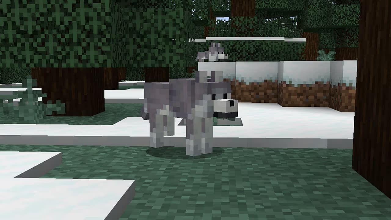 Ashen wolf (Image via Mojang)