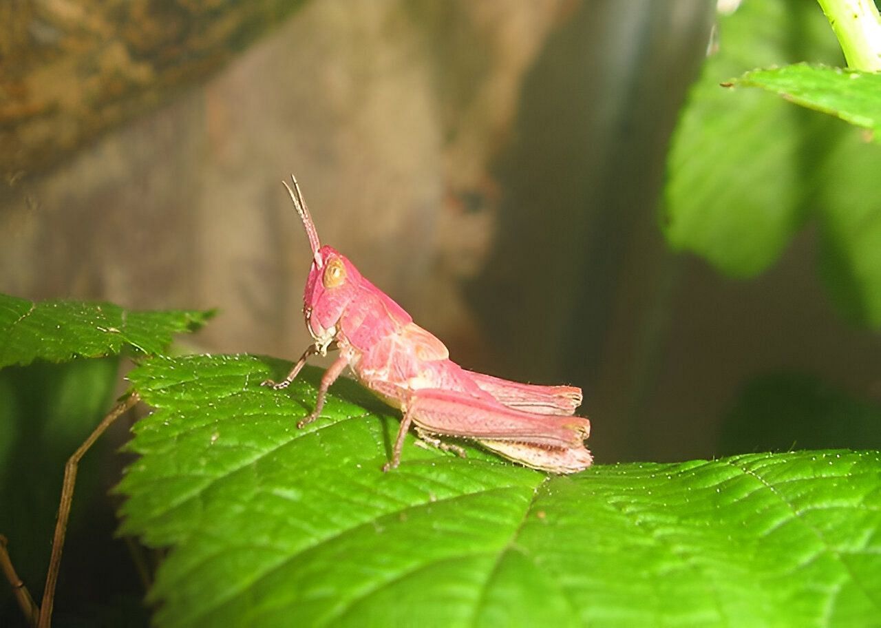 9-year old finds rare pink grasshopper (image via Wikimedia Commons) 