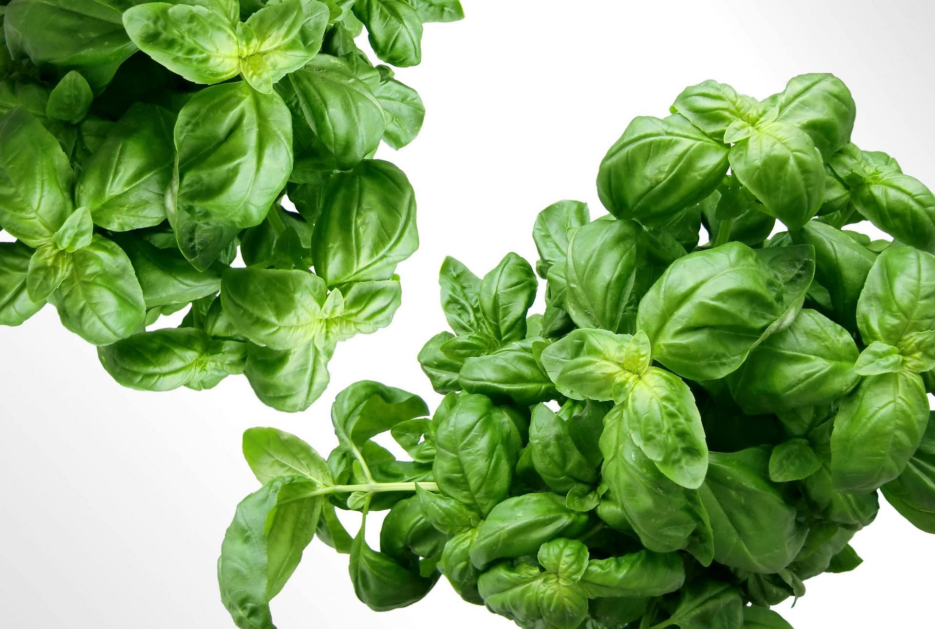 Healthy microgreens (image sourced via Pexels / Photo by pixabay)