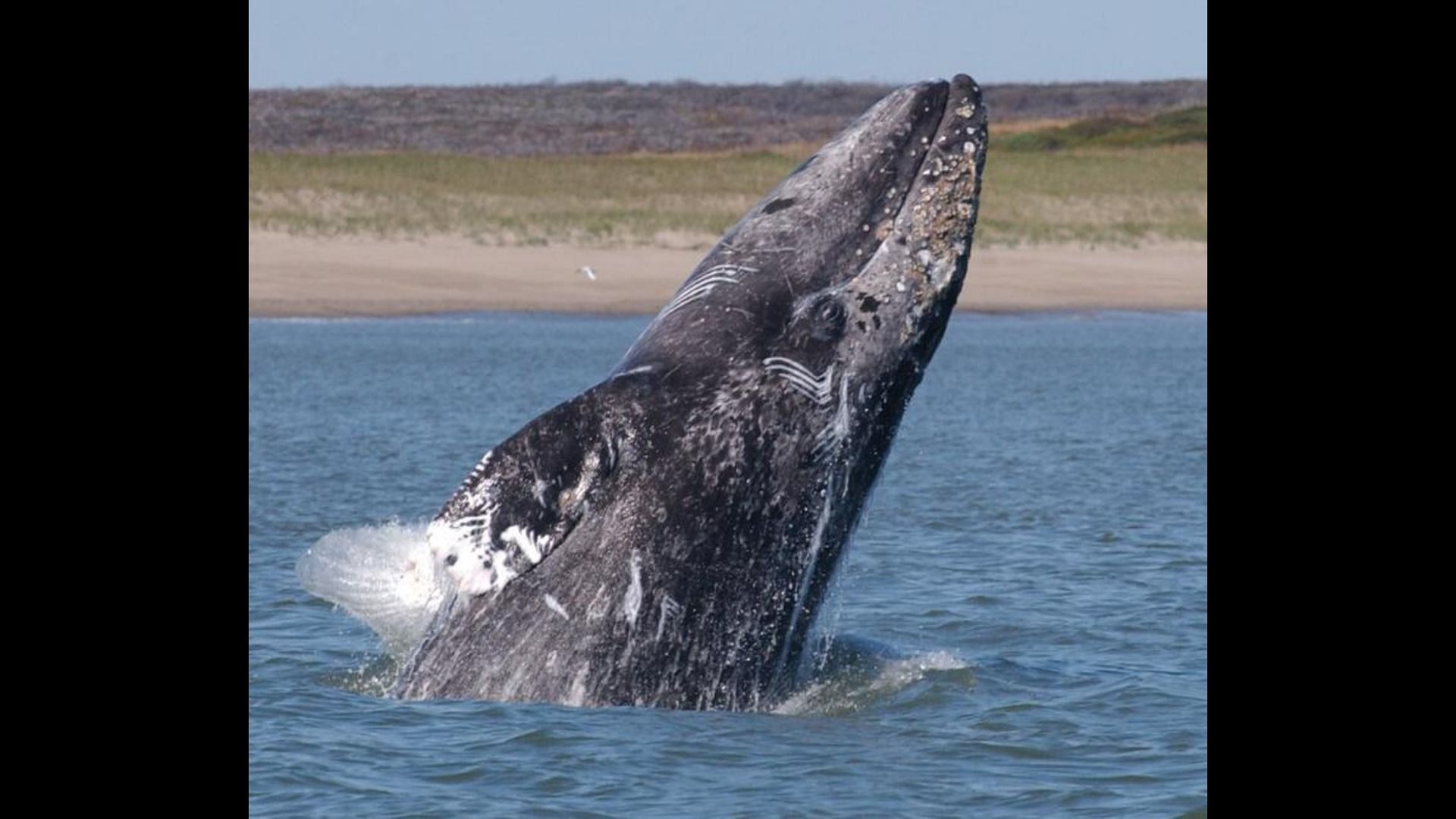 Rare sighting of a gray whale leaves scientists and internet users bewildered: Details explored. (Image via Washington Department of Fish &amp; Wildlife)