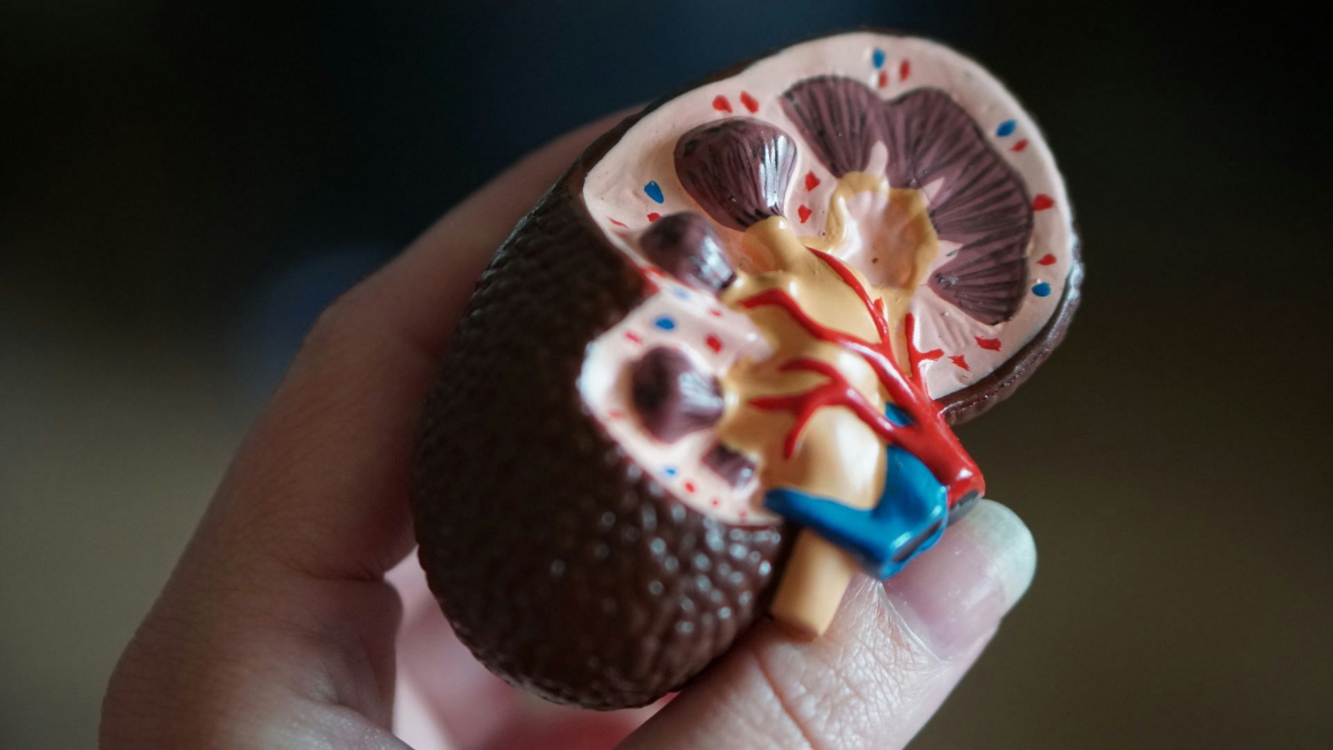 Sulforaphane supplements can improve kidney health (Image by Robina Weermeijer/Unsplash)